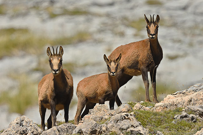 Chamois (Rupicapra pyrenaica) in the Spanish Mountains