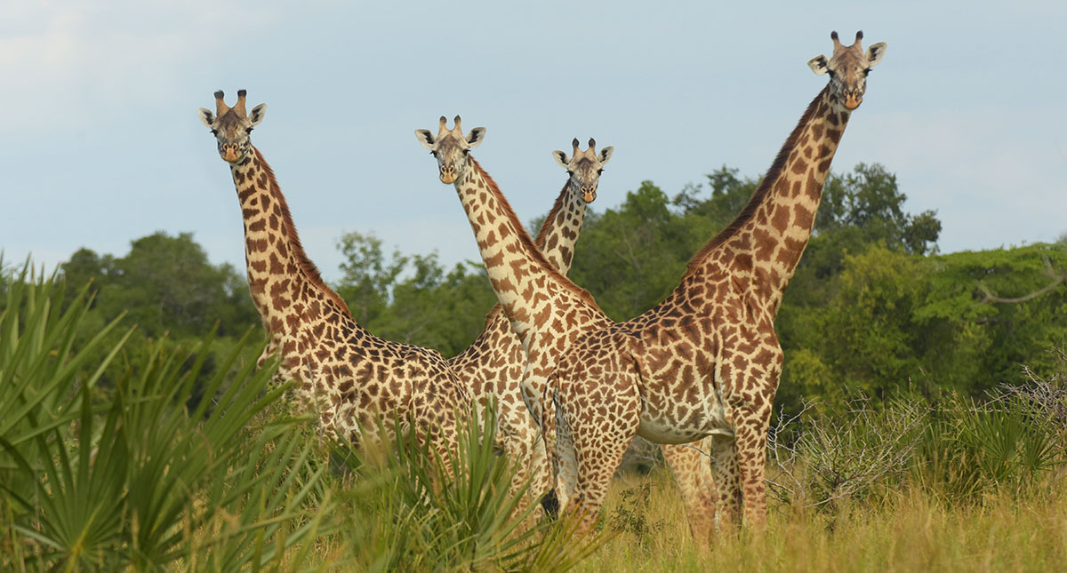 Giraffes (Giraffa camelopardalis) in Saadani National Park