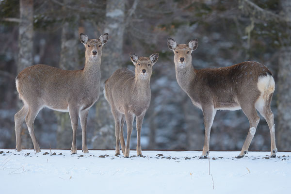 Sika Deer (Cervus nippon) feeding at dusk