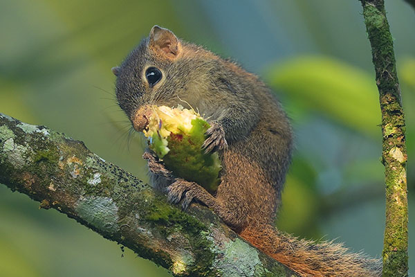 Three-striped Palm Squirrel (Funambulus palmarum) feeding