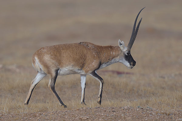 Tibetan Antelope (Pantholops hodgsonii)
