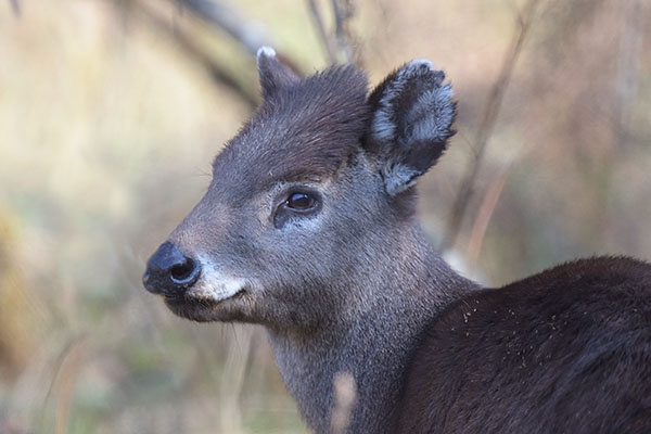 Tufted Deer (Elaphodus cephalophus)