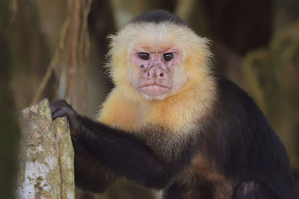  White-faced Capuchin Monkey (Cebus imitator)