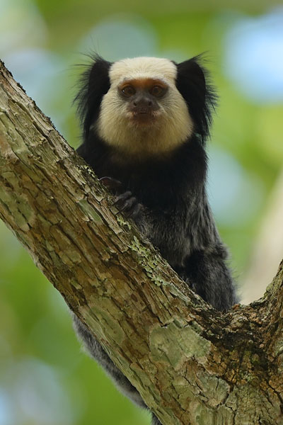 White-headed Marmoset (Callithrix geoffroyi) in Vale Natural Reserve