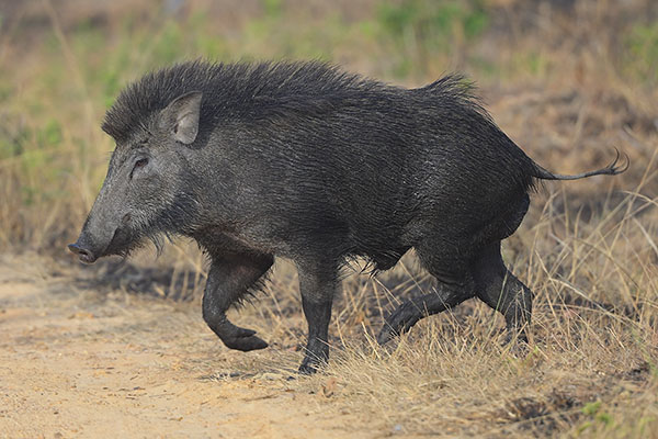 Wild Boar (Sus scrofa) in Bandipur NP