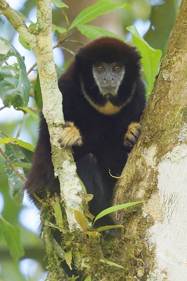 Yellow-handed Titi Monkey (Callicebus lucifer) in the treetop