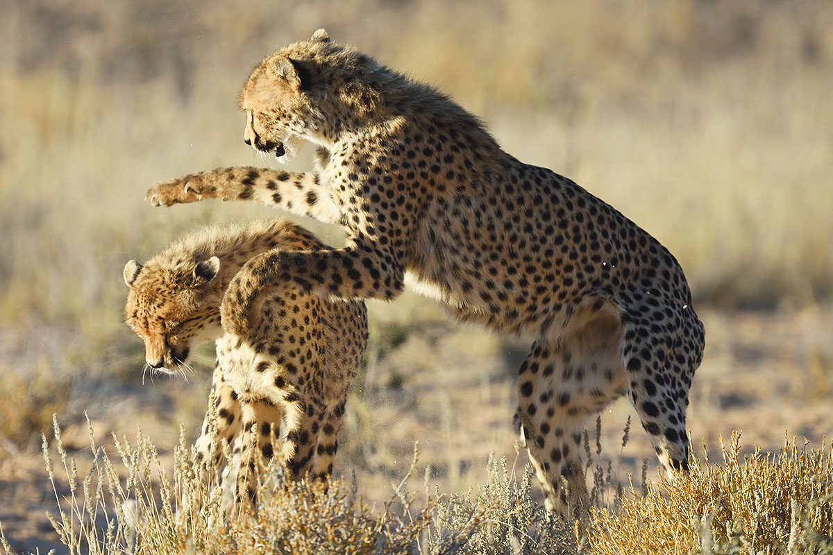 Young cheetahs (Acinonyx jubatus) in South Africa