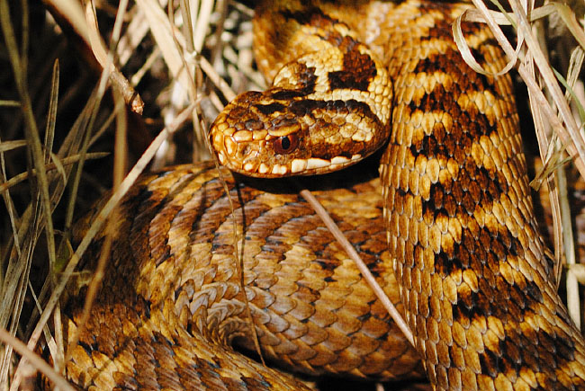 Adder (Vipera berus) basking at Parc Slip Nature Reserve