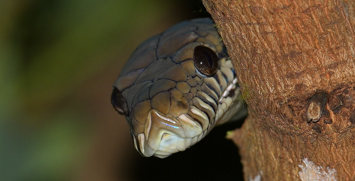 Amethystine Python (Simalia amethistina) on Waigeo Island