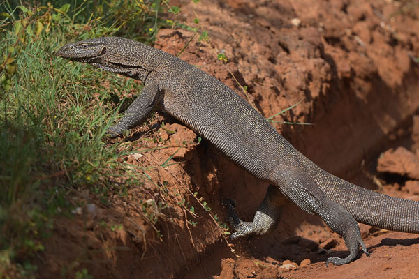 Bengal Monitor (Varanus bengalensis) in Yala NP