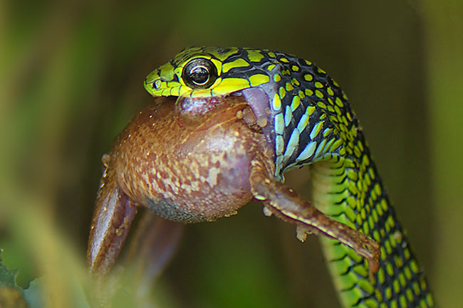 Boomslang (Dispholidus typus) eating a frog in Queen Elizabeth National Park