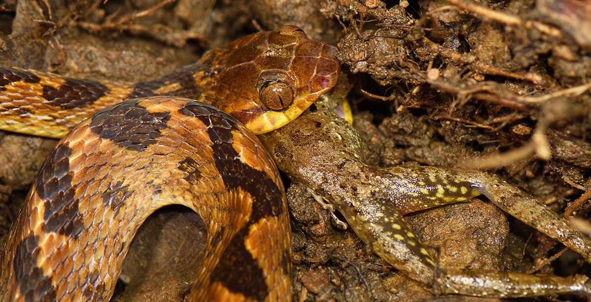 Northern Cat-eyed Snake eating Pugnosed Treefrog
