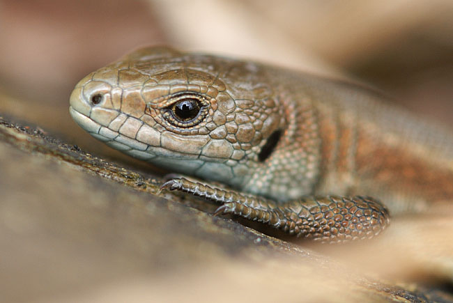 Young Common Lizard (Zootoca vivipara) at Parc Slip Nature Reserve