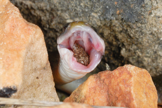 Herald Snake (Crotaphopeltis hotamboeia) swallowing a gecko in Lake Mburo National Park