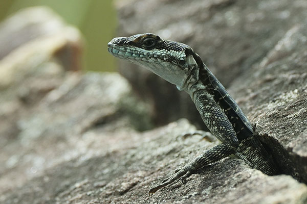 Striped Larva Lizard (Tropidurus semitaeniatus) in Chapada Diamantina National Park