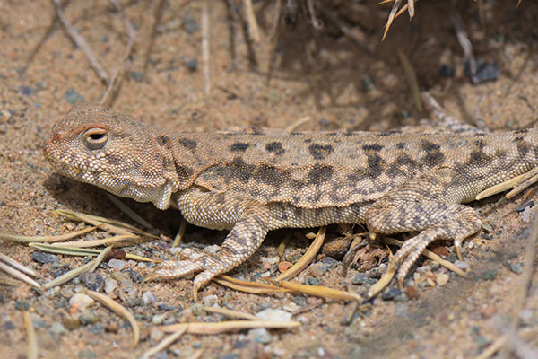 Toad-headed Lizard (Phrynocephalus sp.)