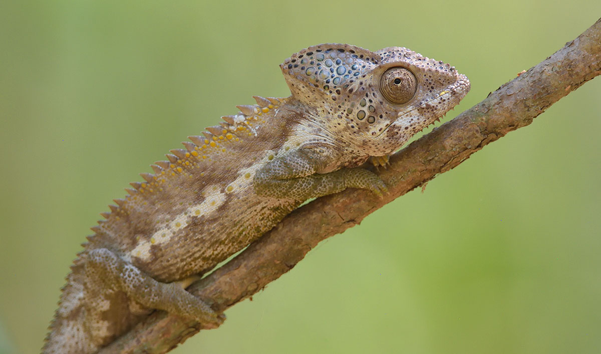 Warty Chameleon (Furcifer verrucosus) at the Berenty Reserve