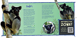 Indri thumbnail of Wildlife of the World - Madagascar by Hugh Lansdown